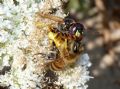 Philanthus triangulum